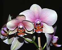 Orchidee